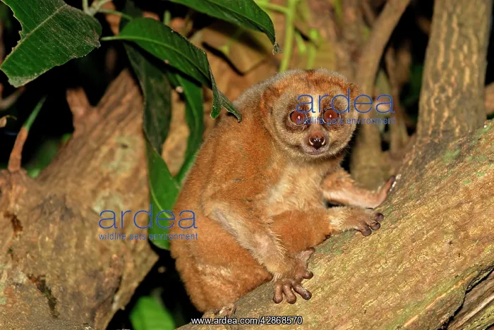 : Slow Loris : Slow Loris