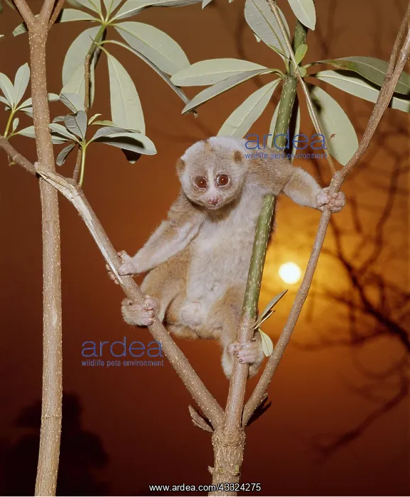 : SLOW LORIS : SLOW LORIS