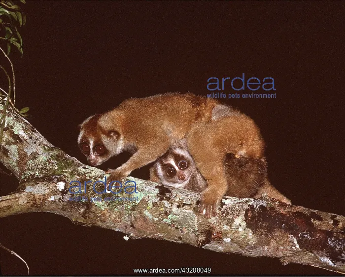 : Slow LORIS - with baby : Slow LORIS - with baby