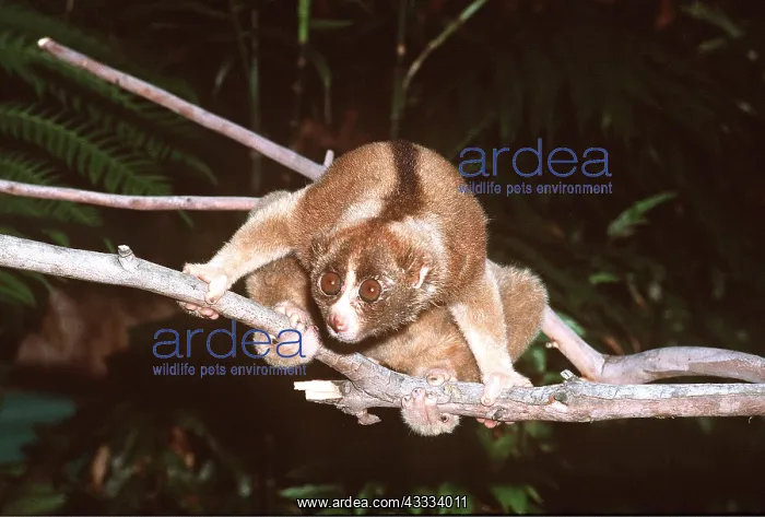  : SLOW LORIS - on branch
