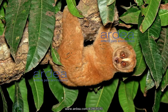 : Slow Loris - hanging upside down from branch : Slow Loris - hanging upside down from branch