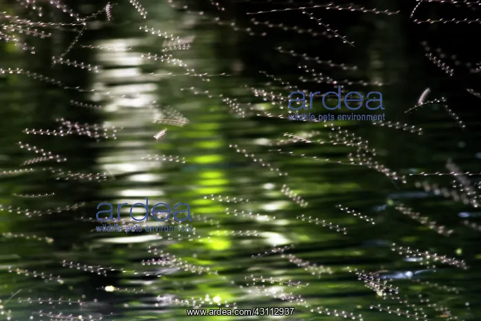 : A slow shutter image of a swarm of gnats : A slow shutter image of a swarm of gnats