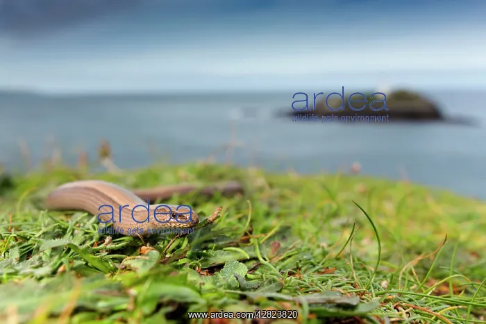 : Slow Worm (Anguis fragilis). Godrevy, Cornwall, UK : Slow Worm (Anguis fragilis). Godrevy, Cornwall, UK