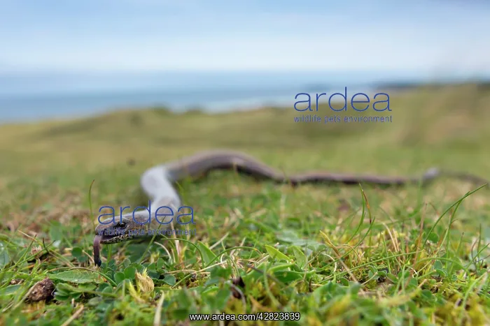 : Slow Worm (Anguis fragilis). Upton Towans, Cornwall, UK : Slow Worm (Anguis fragilis). Upton Towans, Cornwall, UK