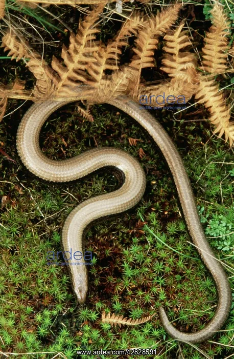 : Slow Worm (Anguis fragilis). Legless Lizard, UK : Slow Worm (Anguis fragilis). Legless Lizard, UK