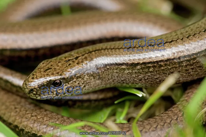 : Slow Worm (Anguis fragilis). England - UK - Legless lizard : Slow Worm (Anguis fragilis). England - UK - Legless lizard