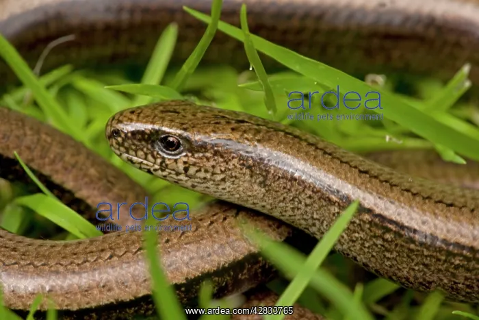 : Slow Worm (Anguis fragilis). England - UK - Legless lizard : Slow Worm (Anguis fragilis). England - UK - Legless lizard