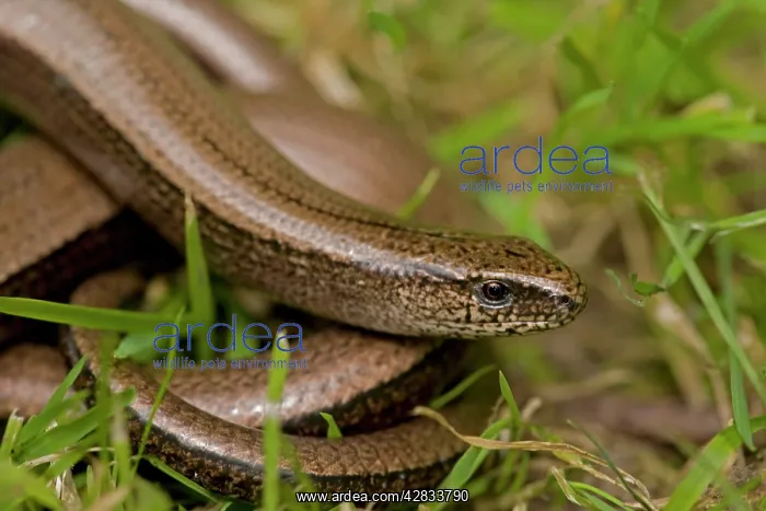 : Slow Worm (Anguis fragilis). England - UK - Legless lizard : Slow Worm (Anguis fragilis). England - UK - Legless lizard