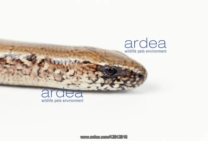  : SLOW WORM (Anguis fragilis). Studio