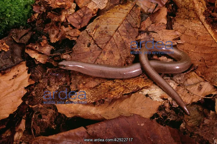  : Slow worm (Anguis fragilis)