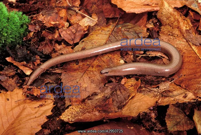 : Slow Worm (Anguis fragilis). Europe : Slow Worm (Anguis fragilis). Europe
