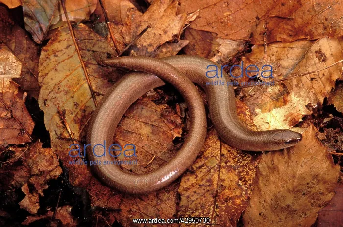 : Slow Worm (Anguis fragilis). Europe : Slow Worm (Anguis fragilis). Europe