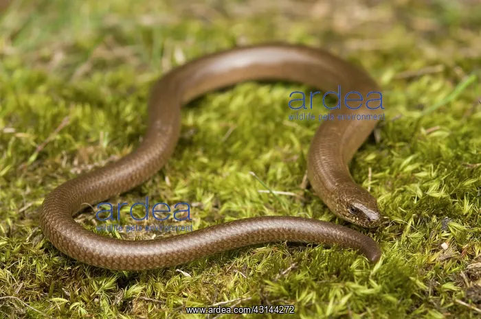 : Slow Worm (Anguis fragilis) on moss : Slow Worm (Anguis fragilis) on moss