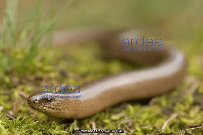 : Slow Worm (Anguis fragilis) moving through moss : Slow Worm (Anguis fragilis) moving through moss