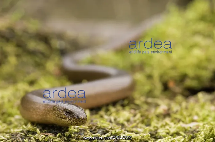 : Slow Worm (Anguis fragilis) moving through moss : Slow Worm (Anguis fragilis) moving through moss