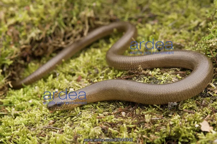 : Slow Worm (Anguis fragilis) on moss : Slow Worm (Anguis fragilis) on moss