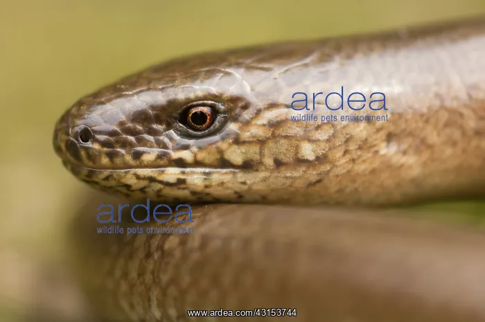 : Slow Worm (Anguis fragilis) portrait : Slow Worm (Anguis fragilis) portrait
