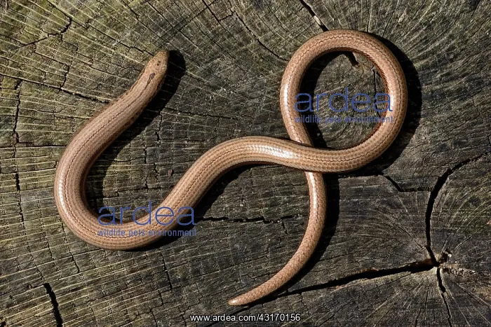 : Slow Worm (Anguis fragilis) resting on a log, England, Lincolnshire : Slow Worm (Anguis fragilis) resting on a log, England, Lincolnshire