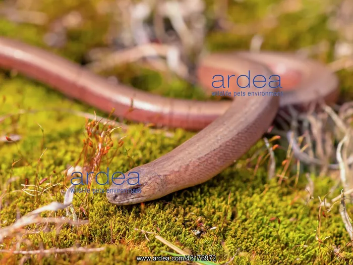 : Slow Worm (Anguis fragilis) on green moss in the Veluwe area : Slow Worm (Anguis fragilis) on green moss in the Veluwe area