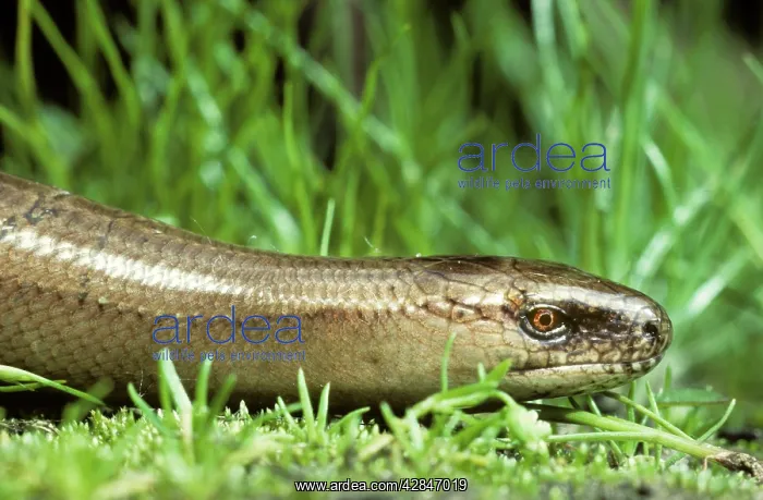 : Slow Worm / Blind Worm : Slow Worm / Blind Worm