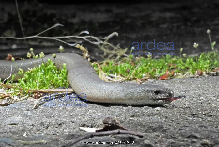 : Slow Worm / Blind Worm : Slow Worm / Blind Worm