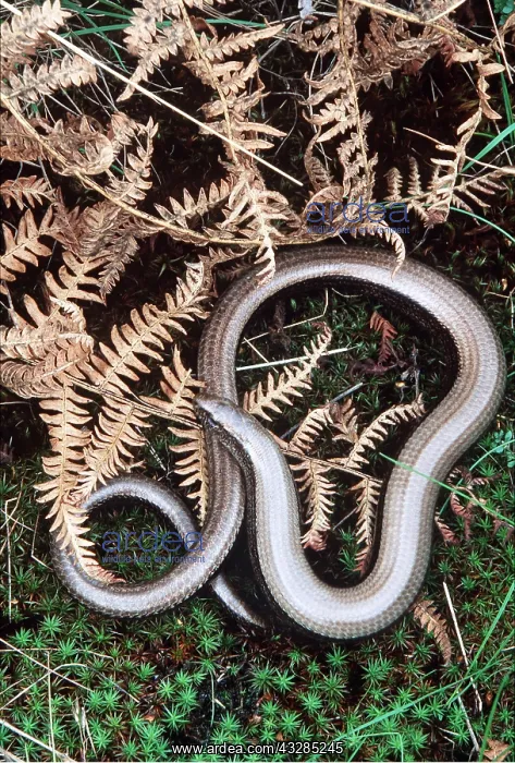 : SLOW WORM - by bracken, a legless lizard : SLOW WORM - by bracken, a legless lizard