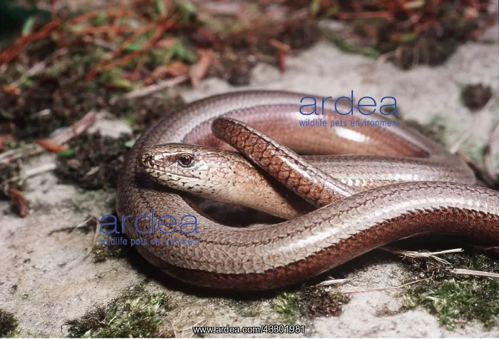 : SLOW WORM - coiled. A legless lizard : SLOW WORM - coiled. A legless lizard