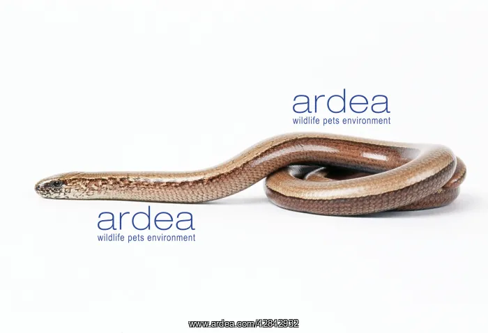 : SLOW WORM - female : SLOW WORM - female