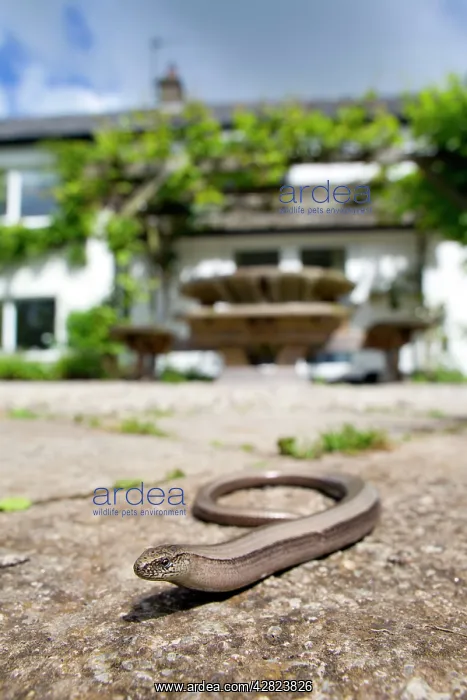 : Slow Worm - in garden : Slow Worm - in garden