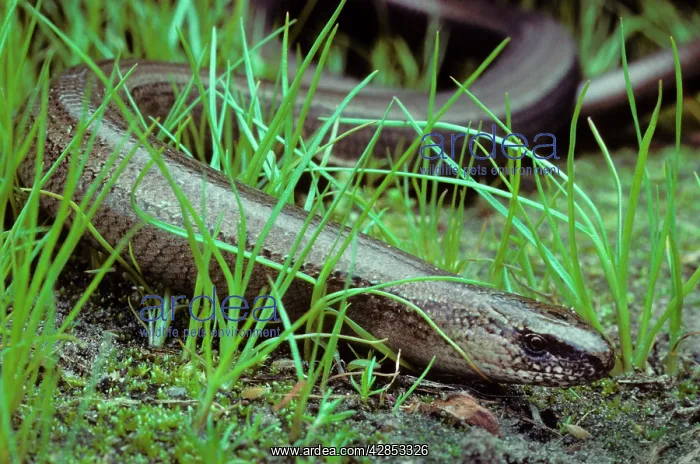 : Slow Worm in grass : Slow Worm in grass