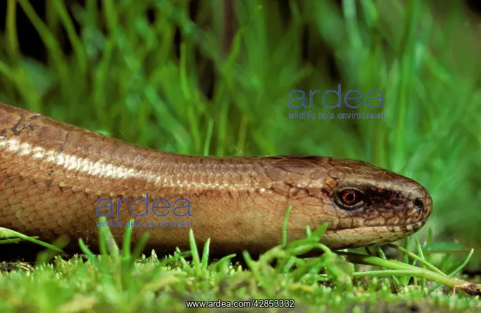 : Slow Worm in grass close-up : Slow Worm in grass close-up