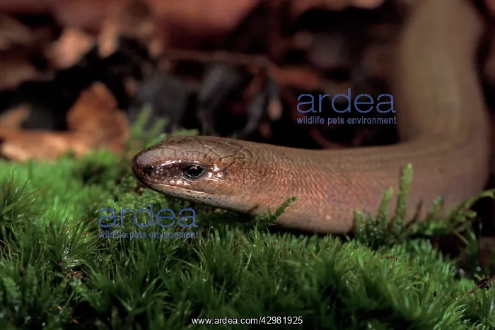 : Slow Worm - Head : Slow Worm - Head