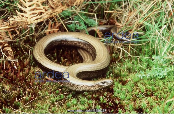 : SLOW WORM - a legless lizard : SLOW WORM - a legless lizard