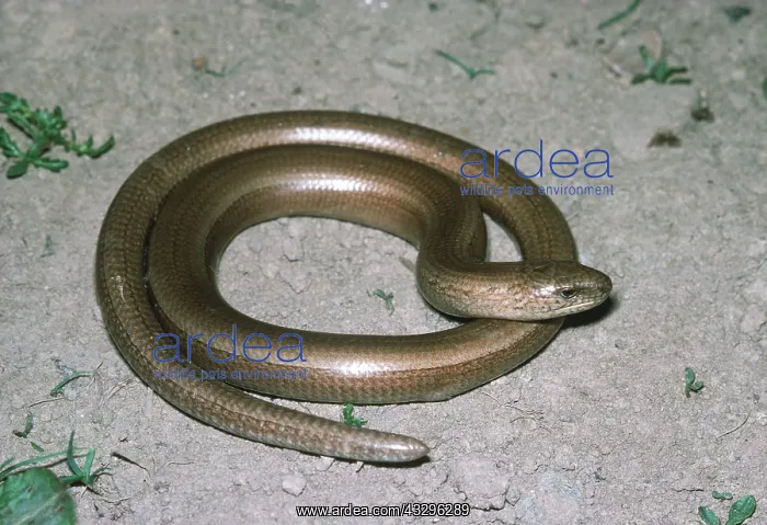 : SLOW WORM - male coiled. A legless lizard : SLOW WORM - male coiled. A legless lizard