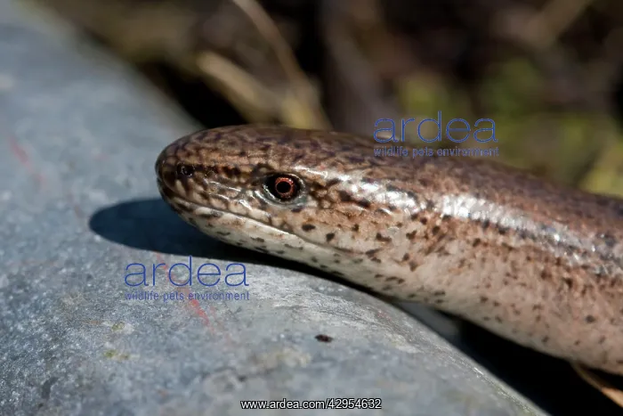 : Slow Worm - single adult basking : Slow Worm - single adult basking