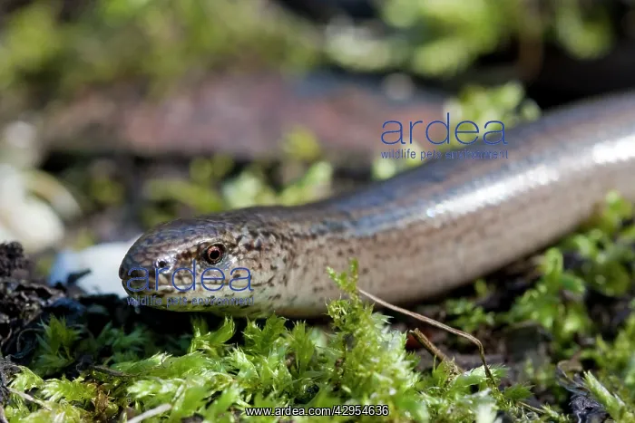 : Slow Worm - single adult basking : Slow Worm - single adult basking