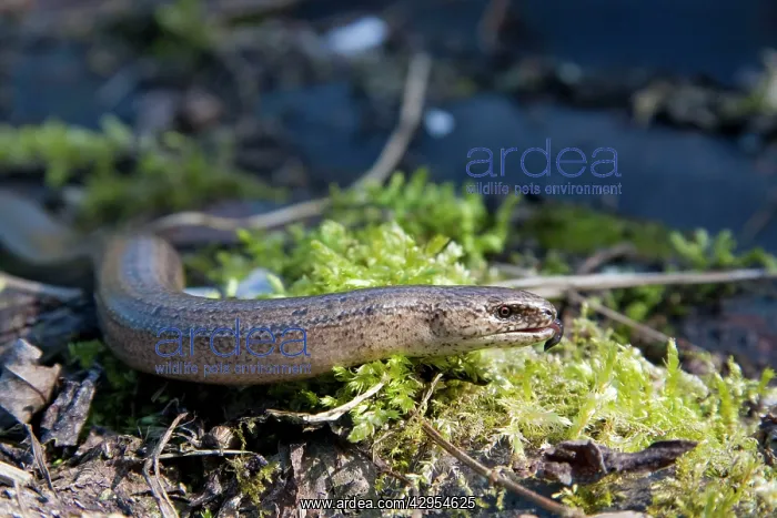 : Slow Worm - single adult basking with tongue flicking out : Slow Worm - single adult basking with tongue flicking out