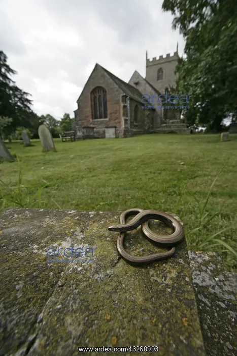 : Slow worm on a stone near a church United-Kingdom : Slow worm on a stone near a church United-Kingdom