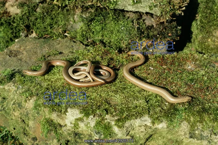 : SLOW WORMS - emerging from hibernation : SLOW WORMS - emerging from hibernation