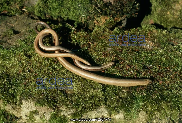 : Slow Worms - emerging from hibernation : Slow Worms - emerging from hibernation
