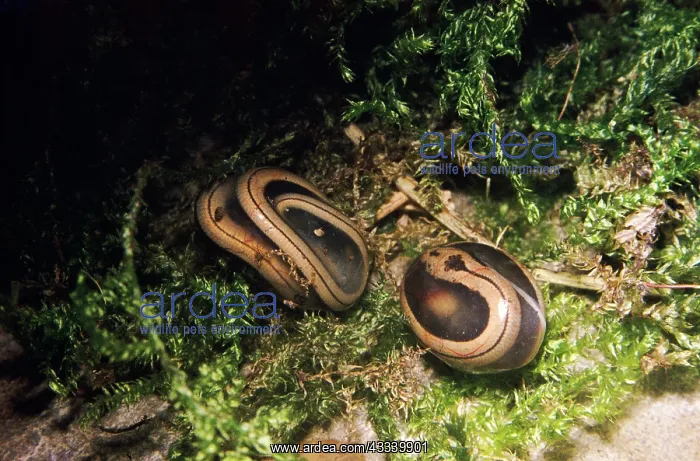 : Slow Worms - New born, in egg capsule : Slow Worms - New born, in egg capsule