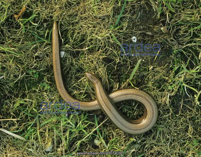 : Slowworm (Anguis fragilis) large adult on grass : Slowworm (Anguis fragilis) large adult on grass