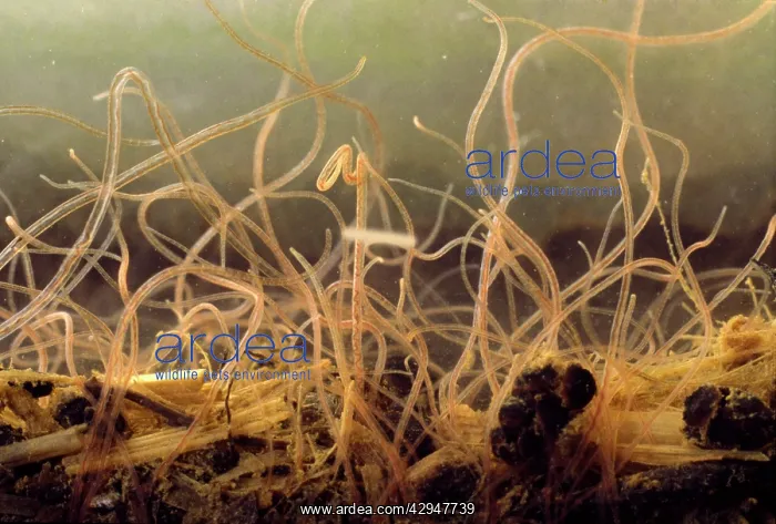 : Sludge Worm : Sludge Worm