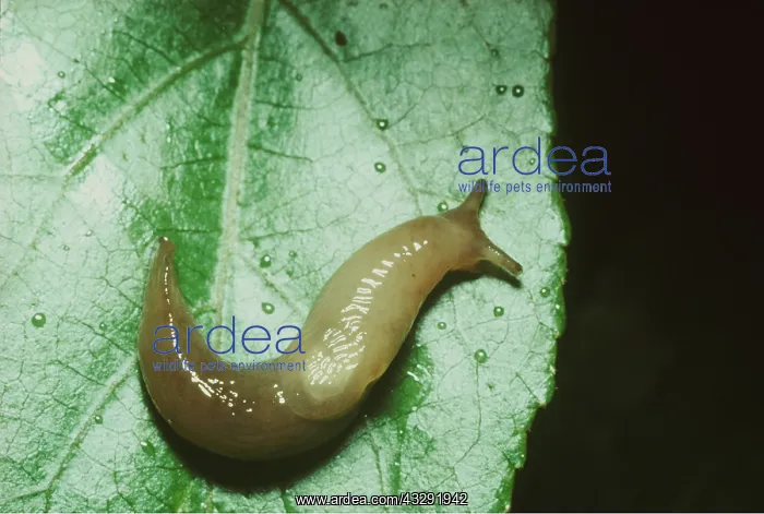 : SLUG : SLUG