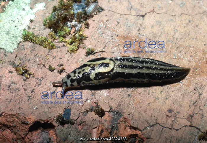 : SLUG : SLUG