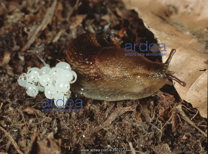 : Slug (Arion distinctus) wih eggs : Slug (Arion distinctus) wih eggs