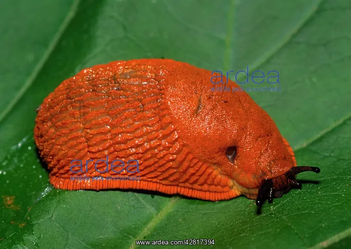 : SLUG (Arion rufus) : SLUG (Arion rufus)