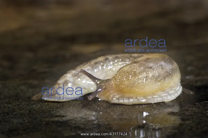 : Slug, Arionidae, Arion sp : Slug, Arionidae, Arion sp