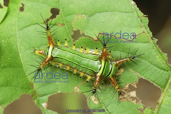 : Slug Caterpillar : Slug Caterpillar
