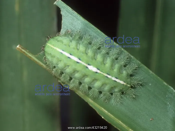: Slug caterpillar : Slug caterpillar